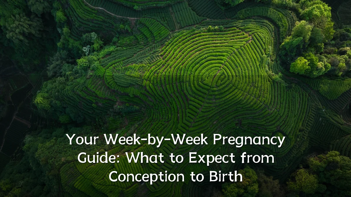 Your Week-by-Week Pregnancy Guide: What to Expect from Conception to Birth