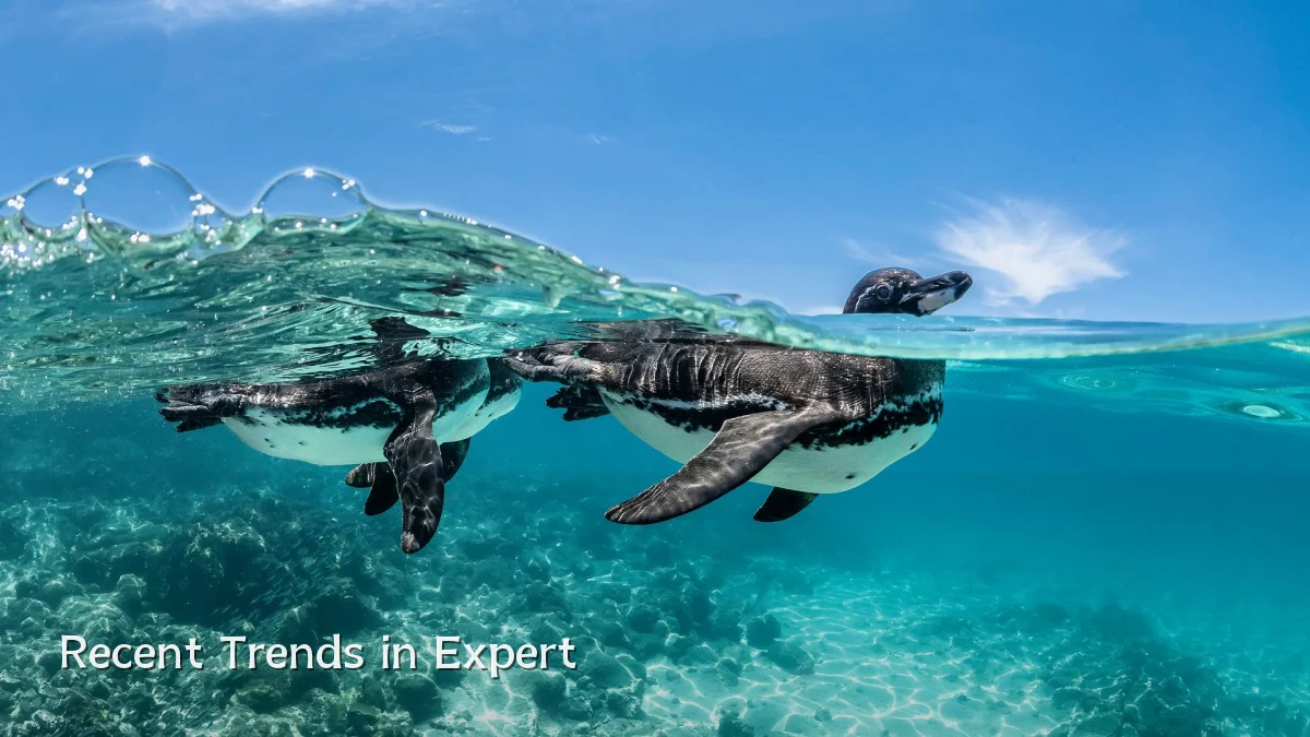 Recent Trends in Expert